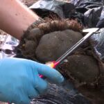 Mississippi’s Black Bear Recovery Fueled by Purpose and Vision The return of black bears to Mississippi didn’t happen by chance - it started with a purpose and a v