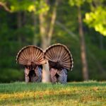 Mississippi extends 2025-2026 wild turkey season through May 3, 2026 REMINDER!