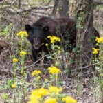 Experts offer tips for living safely alongside black bears We can’t wrap up Bear Week without making sure you know the best practices when living alongside bla