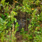 Habitat Management Strategies Can Reduce Predation on Wildlife Predators are an inevitable factor in most landscapes, but their impacts on certain species they use