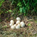 Mississippi promotes 'No Mow May' to support wildlife habitat Photos from Mississippi Department of Wildlife, Fisheries, and Parks's post
