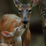 Mississippi wildlife officials advise against disturbing young animals Photos from Mississippi Department of Wildlife, Fisheries, and Parks's post