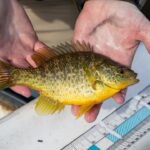 Mississippi Fish Fact: Redear Sunfish, Known as 'Shellcracker,' Enjoy Hard-Shelled Prey Photos from Mississippi Department of Wildlife, Fisheries, and Parks's post