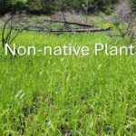 Mississippi wildlife managers emphasize native plants for healthy habitats Photos from Mississippi Department of Wildlife, Fisheries, and Parks's post