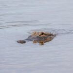 Florida officials to host live Q&A on alligator season Get ready for gator season!