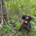 Mississippi wildlife officers use K-9 to recover firearm during turkey season investigation During turkey season, MDWFP’s K9 Unit assisted with a trespassing and hunting investigation in Tunic