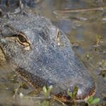 Alligator season informational video to replace live Q&A next week Update! 🐊
