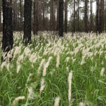 Mississippi Landowners Urged to Combat Invasive Plants to Protect Wildlife Habitat Photos from Mississippi Department of Wildlife, Fisheries, and Parks's post