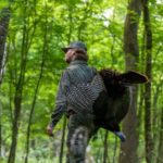 Mississippi sets new spring turkey harvest record with nearly 18,000 birds MDWFP recorded a record-breaking 17,907 turkeys harvested during the 2026 spring season through Game