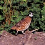 Mississippi Quail Populations Decline but Can Still Be Heard Bobwhite quail populations may have declined over the past several decades, but some people are stil