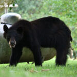 Black bears migrating through Mississippi as young males seek new homes Bears are on the move in Mississippi!
