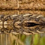 Mississippi Celebrates National Alligator Day Happy National Alligator Day!