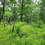Mississippi wildlife officials highlight forest stand improvement techniques Photos from Mississippi Department of Wildlife, Fisheries, and Parks's post