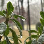 Over 84,000 Mississippians seek aid after Winter Storm Fern More than 84,000 Mississippians affected by Winter Storm Fern have applied for assistance