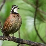 Mississippi wildlife agency works to restore bobwhite quail habitats MDWFP works on both public and private lands across Mississippi to promote healthy habitat managemen