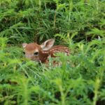 Mississippi wildlife officials urge public to leave young animals alone MDWFP wants to remind you that it is ALWAYS best to leave young wildlife alone!