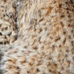 Mississippi Wildlife Agency Shares Clues to Native Animal Photos from Mississippi Department of Wildlife, Fisheries, and Parks's post