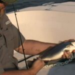 Saltwater angler reels in speckled trout off Mississippi Gulf Coast Have you ever been speckled trout fishing?