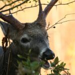 White-tailed deer in Southeast consume over 400 plant species, study shows Did you know that white-tailed deer consume over 400 different species of plants in the Southeastern