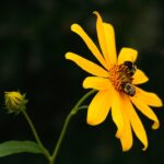 Pollinator Week Highlights Importance of Bees and Other Creatures for Ecosystems Photos from Mississippi Department of Wildlife, Fisheries, and Parks's post