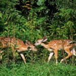 Decade of Wildlife Research Reveals Surprising Insights into Population Management Photos from Mississippi Department of Wildlife, Fisheries, and Parks's post