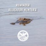 Alligator hunters reminded of permit deadlines and season dates REMINDER ALLIGATOR HUNTERS!!🐊