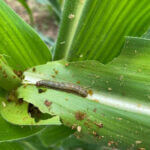 Mississippi wildlife officials offer tips to combat armyworms in food plots Photos from Mississippi Department of Wildlife, Fisheries, and Parks's post