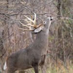 Mississippi hosts White-Tailed Deer Management Seminar in Oxford Photos from Mississippi Department of Wildlife, Fisheries, and Parks's post