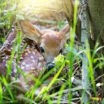 Habitat quality influences fawn survival, research shows Fawns evolved remarkable defenses against predators - camouflage, minimal scent, and instinctive hid