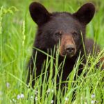 Bears are naturally active and on the move in July, experts say July is a time when bears are naturally on the move