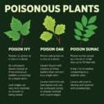 Mississippi wildlife officials warn of poisonous plants during warmer months Photos from Mississippi Department of Wildlife, Fisheries, and Parks's post