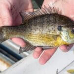Mississippi Fish Fact Friday: Bluegill Photos from Mississippi Department of Wildlife, Fisheries, and Parks's post