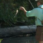 Mississippi Outdoors Teams Up with Biologists to Study Bass in Byhalia Creek Join the Mississippi Outdoors crew as they team up with MDWFP fisheries biologists on Byhalia Creek