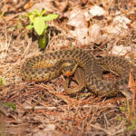 Experts advise homeowners to keep yards clear amid snake activity this summer It's summertime, so this is your friendly reminder snakes are on the move!