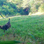 Shared Habitat Needs for Wild Turkey Poults and Bobwhite Quail Chicks What do wild turkey poults and bobwhite quail chicks really have in common?