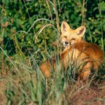 Red Foxes Common Across Mississippi with Notable Vocalizations What does the fox say?