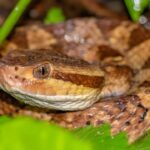 Mississippi has only six venomous snake species, experts say Did you know that only 6 species of snakes in Mississippi are venomous?