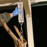 Mississippi Offers Deer Management Assistance Program to Landowners Photos from Mississippi Department of Wildlife, Fisheries, and Parks's post