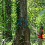 Timber management vital for wildlife habitats in Mississippi Why is timber management important for wildlife in Mississippi?