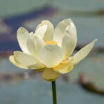 Mississippi's American Lotus Provides Habitat and Food for Fish and Wildlife Photos from Mississippi Department of Wildlife, Fisheries, and Parks's post