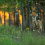 Mississippi Wildlife Agency Offers Education on Chronic Wasting Disease How much do you know about Chronic Wasting Disease (CWD)?