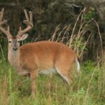 Arkansas offers velvet buck permits for September 2026 season You can now purchase Velvet Season Permits for the Velvet Buck Season that is September 11-13, 2026!