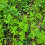Soil seed bank plays key role in habitat recovery after land treatments What you see above ground after a burn, timber harvest, disking, or herbicide treatment is only part