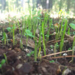 Mississippi wildlife officials recommend October for planting fall food plots Photos from Mississippi Department of Wildlife, Fisheries, and Parks's post