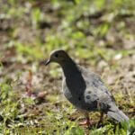 Mississippi urges hunters to manage dove fields legally before season ends Photos from Mississippi Department of Wildlife, Fisheries, and Parks's post