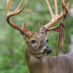 Buck antlers grow rapidly each year, then harden before shedding velvet Did you know?