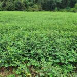 Cost-Effectiveness of Wildlife Habitat Practices Analyzed in Mississippi Photos from Mississippi Department of Wildlife, Fisheries, and Parks's post