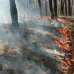 Mississippi Wildlife Officials Highlight Nontraditional Prescribed Fire Technique to Attract Wildlife Photos from Mississippi Department of Wildlife, Fisheries, and Parks's post