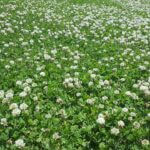 Expert tips for maintaining long-lasting perennial food plots A well-managed perennial food plot can provide quality forage for years—but getting the most out of