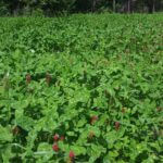 Landowners Urged to Understand Seed Purity for Better Food Plots Photos from Mississippi Department of Wildlife, Fisheries, and Parks's post